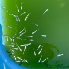 メダカ色々の画像