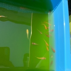 メダカ色々の画像