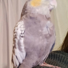 迷子オカメインコ　遠里小野　