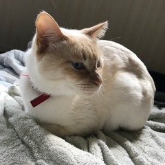 オス猫白くん🐱