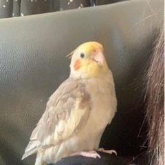 オカメインコ - 相模原市