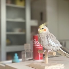 オカメインコ − 神奈川県