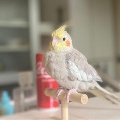 オカメインコ - その他
