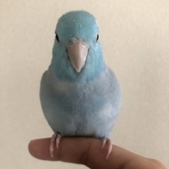 里親決定しました！マメルリハ  - 倉敷市