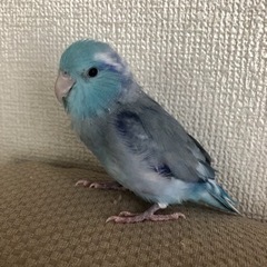 里親決定しました！マメルリハ 