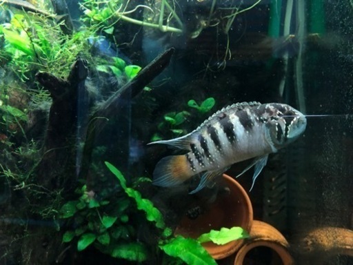 イヴァナカラアドケタ のペア