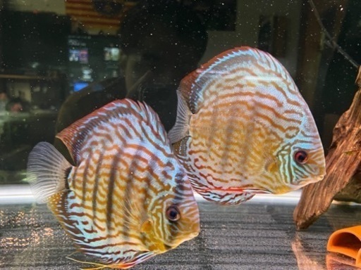 ディスカスのペア