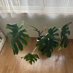 モンステラ　観葉植物