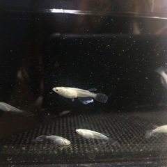 【めだか/メダカ】緑光ヒレ長　若魚　3ペアの画像