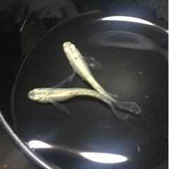 【めだか/メダカ】緑光ヒレ長　若魚　3ペア