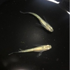 【めだか/メダカ】緑光ヒレ長　若魚　3ペアの画像