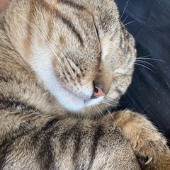 急募！里親を探しています