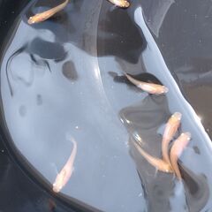 メダカ（透明鱗紅白 -更紗-）※選外※《2021年生：幼魚-若魚》７匹