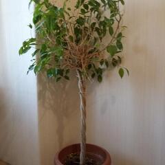 ベンジャミン（観葉植物）をお譲りしますの画像