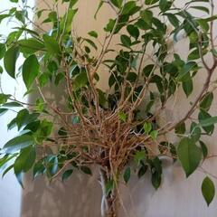 ベンジャミン（観葉植物）をお譲りしますの画像