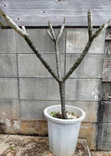 ハワイを代表する花プルメリア（白と黄色の花が咲く）