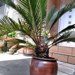 蘇鉄  #壺植え