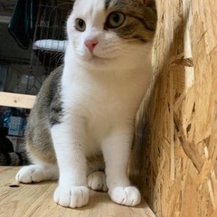 イケニャンのハク君
