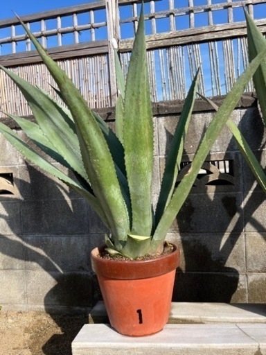 (商談中)agave Americana  【1】ドライガーデン　