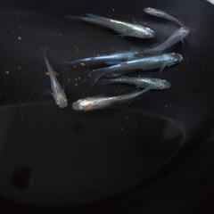 メダカ 春花(るか) お取引先決まりました。