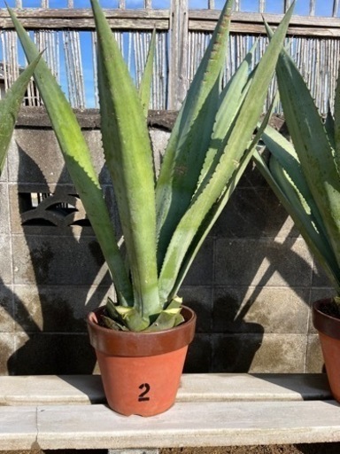 (値下げ)agave Americana【2】