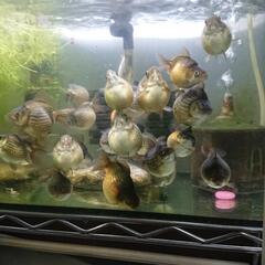 金魚値下げしました！国産ピンポンパールの販売をいたします。トラ柄...