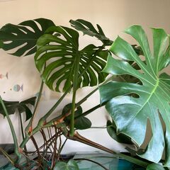 [観葉植物] モンステラ