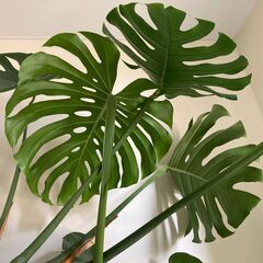 [観葉植物] モンステラ