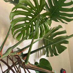 [観葉植物] モンステラ