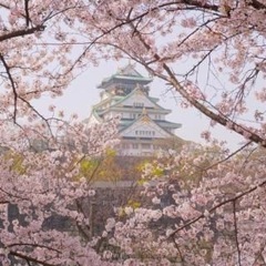 今日夜！夜桜会🌸in大阪城公園 - 大阪市