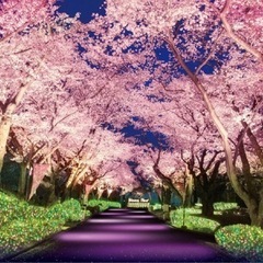 今日夜！夜桜会🌸in大阪城公園