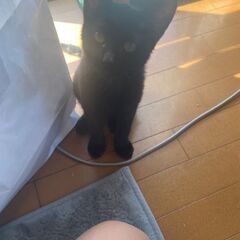 助けて～❗追いかけて来た子猫