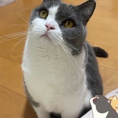 2歳で甘えん坊のブリティッシュショートヘア