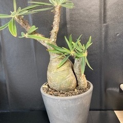 パキポディウム グラキリス　現地球　多頭　発根済 pachypodium gracilius