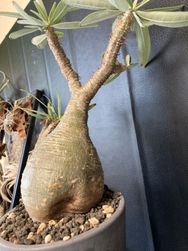 パキポディウム グラキリス　現地球　多頭　発根済 pachypodium gracilius