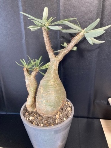 パキポディウム グラキリス　現地球　多頭　発根済 pachypodium gracilius