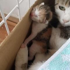 TNRした猫ちゃん　里親さん見つかりました