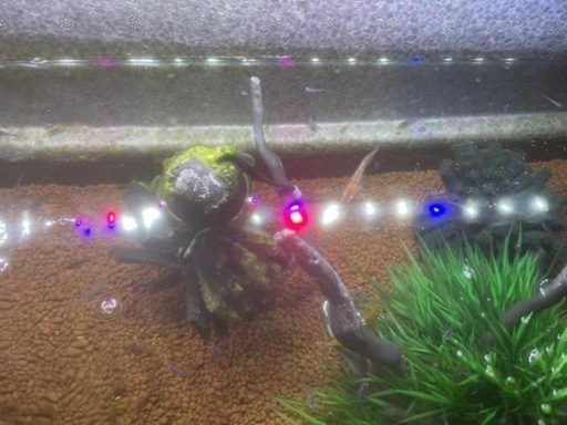 ユリシス　メダカ