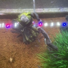 ユリシス　メダカの画像