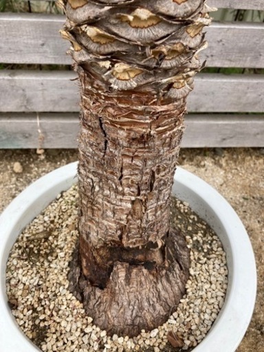 ユッカフィリフェラ　150cm