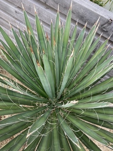 ユッカフィリフェラ　150cm