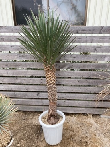 ユッカフィリフェラ　150cm