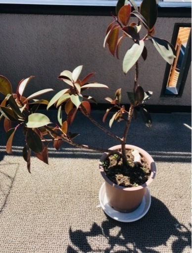 観葉植物