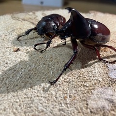 (1)カブトムシ成虫ペア×1 クワガタムシ成虫ペア×2