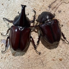 (2)カブトムシ成虫ペア×1 クワガタムシペア×2