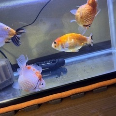金魚4匹の里親を探しています。