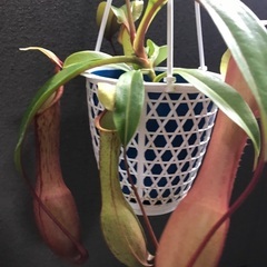食虫植物が好きな人！