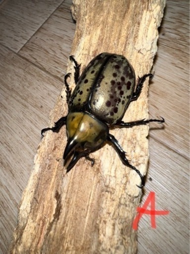 ティティウスシロカブトペアオマケオス