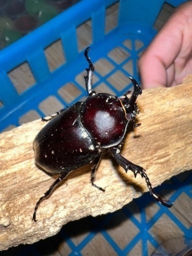 オキナワカブト♂2♀1