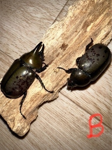 ティティウスシロカブトB品ペアオマケ♂